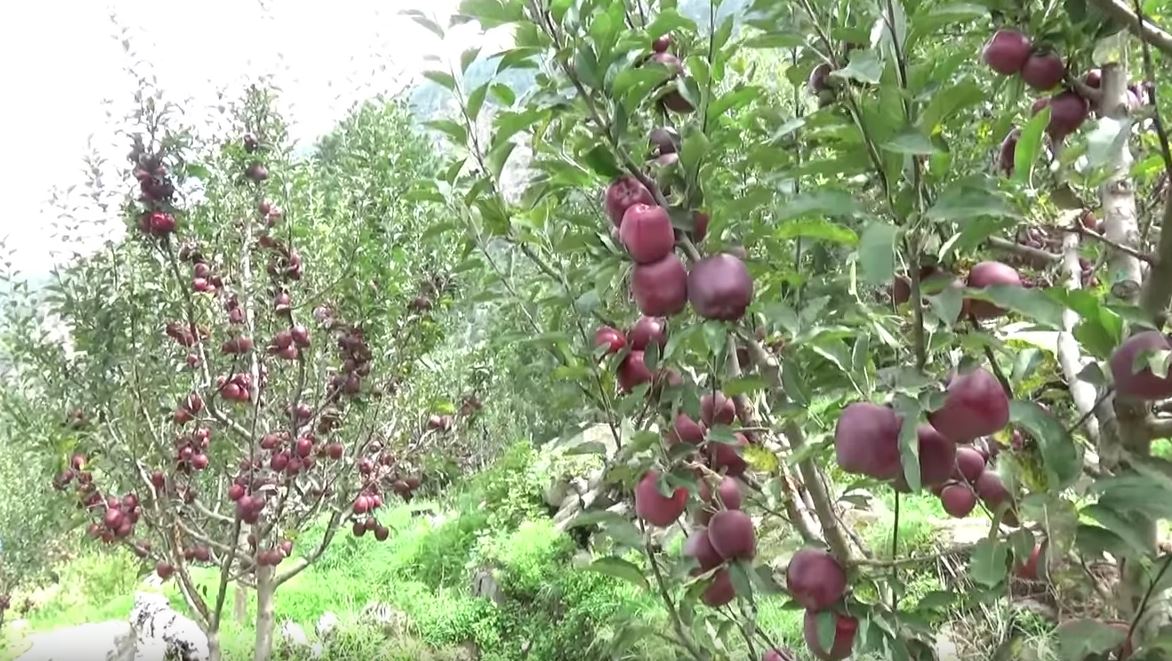 Apple production in Himachal Pradesh