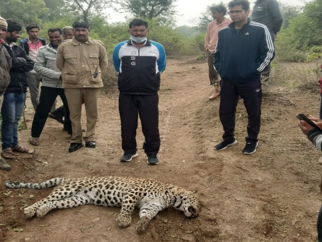Leopard dies in chittorgarh, panther
