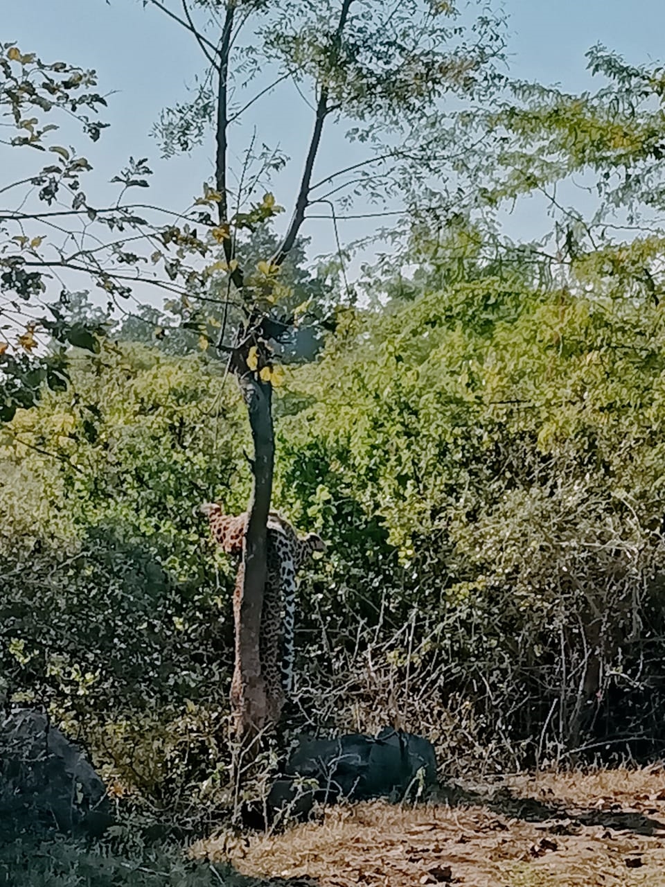 Leopard dies in Udaipur