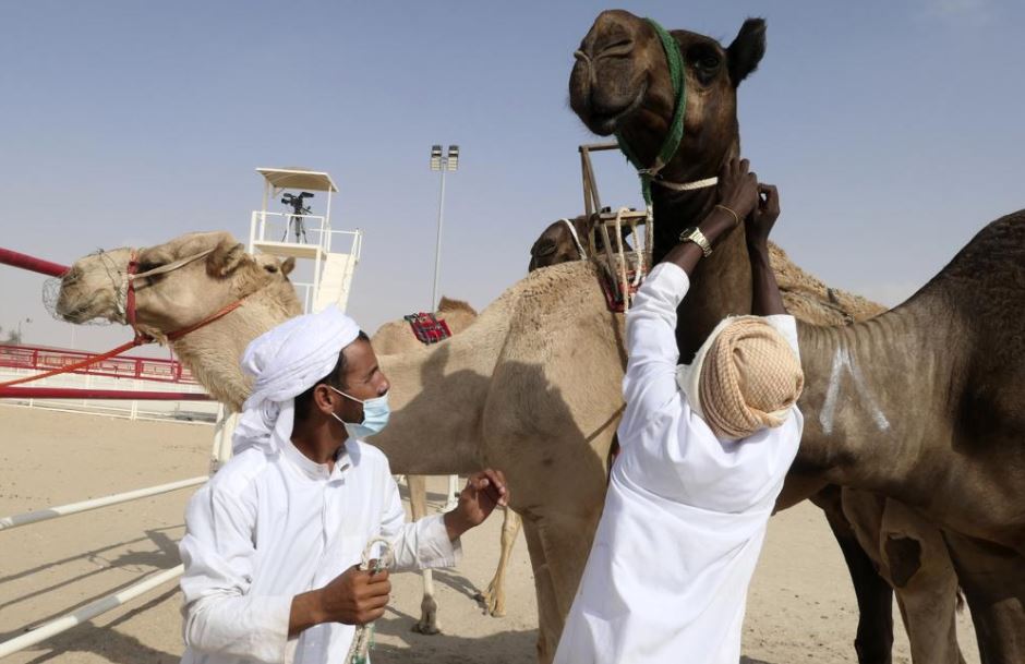 The top five participants of the King Abdulaziz Camel Festival are given 1 million riyals