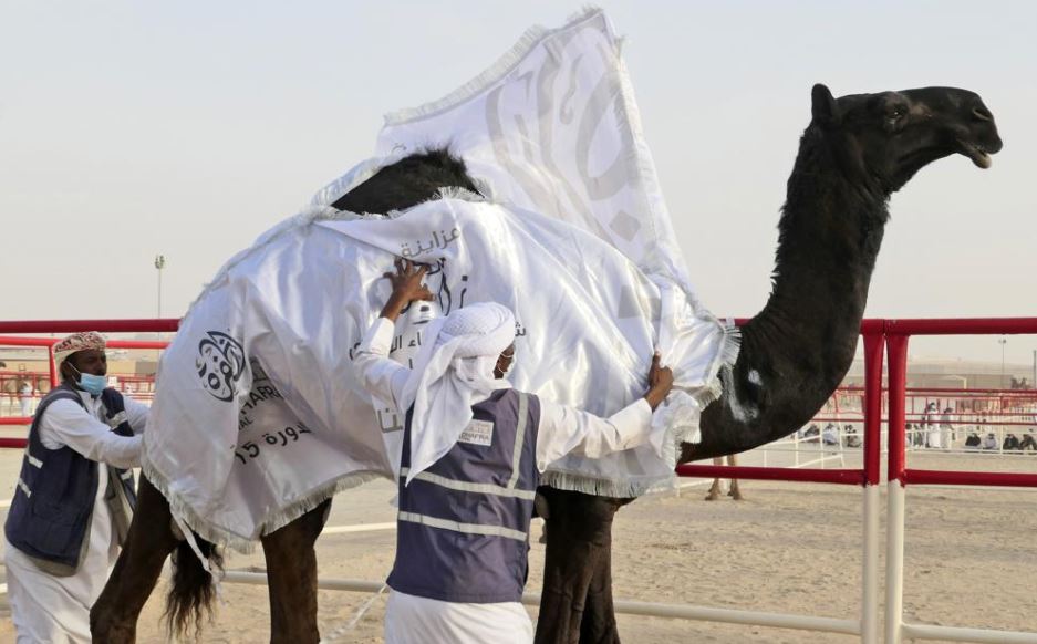 During the festival, camels are judged mainly on the basis of color, lip, neck and elbow size.