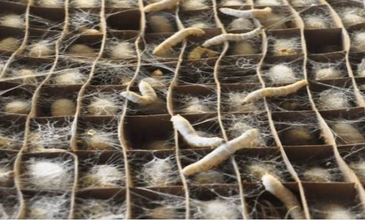 Sericulture in Himachal Pradesh,  हिमाचल प्रदेश में रेशम उत्पादन