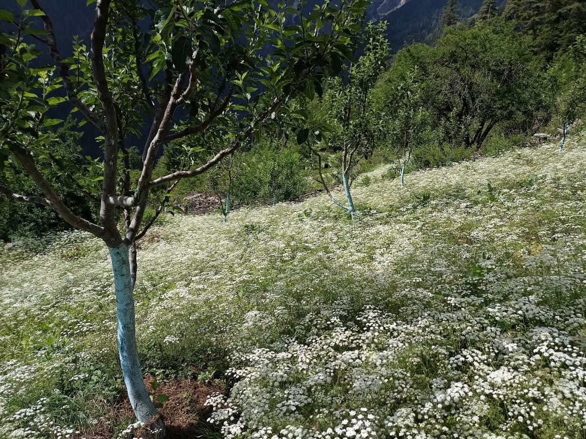 black cumin cultivation in kinnaur.