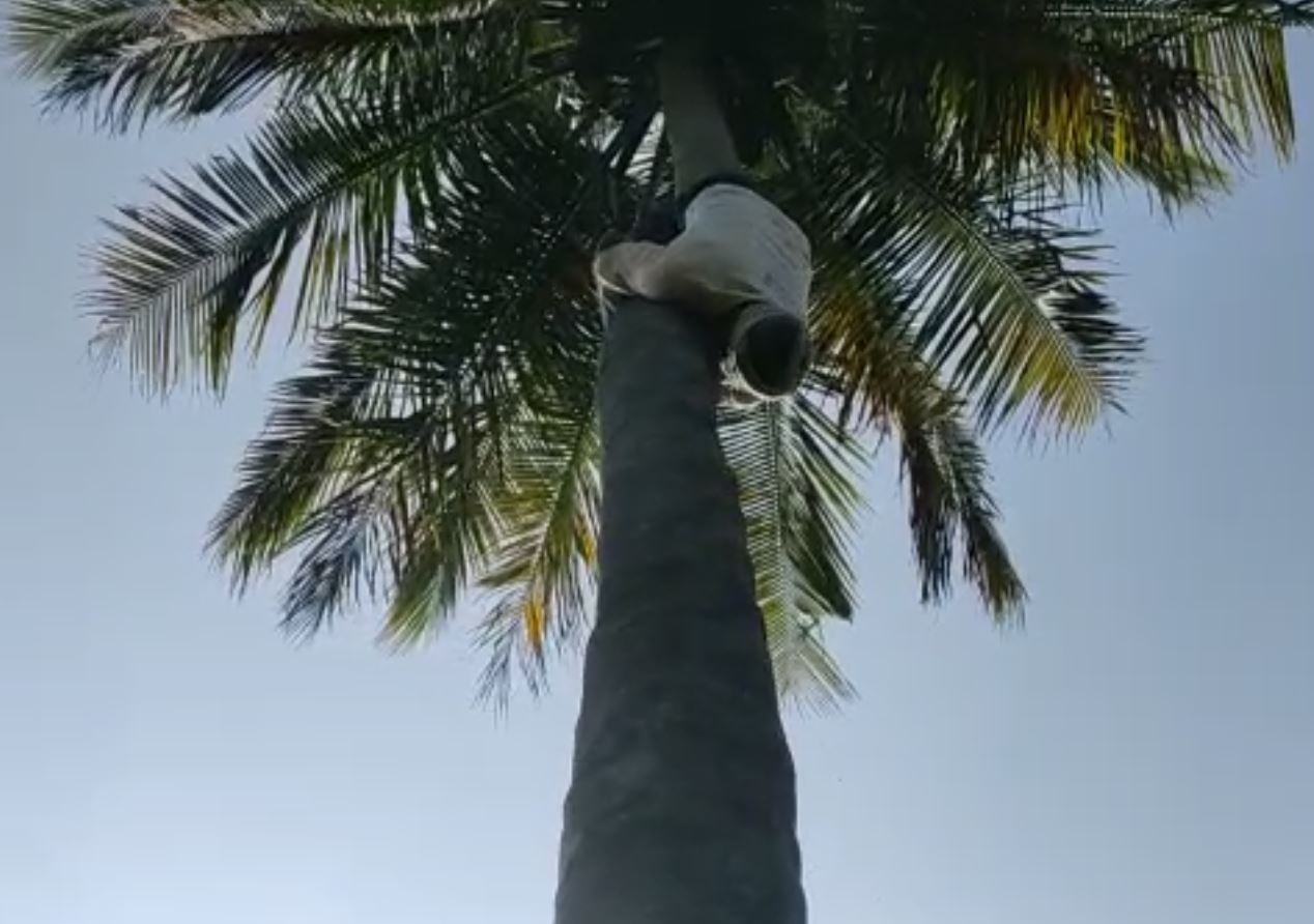 Coconut tree climbing by a man