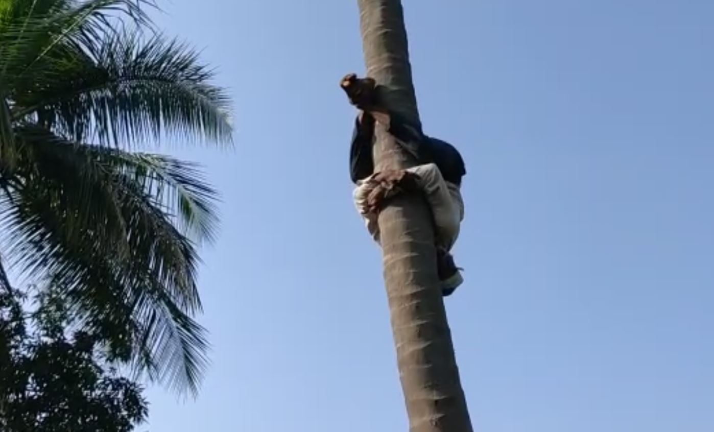 Coconut tree climbing by a man