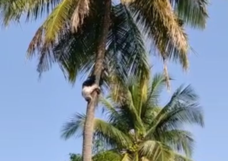 Coconut tree climbing by a man