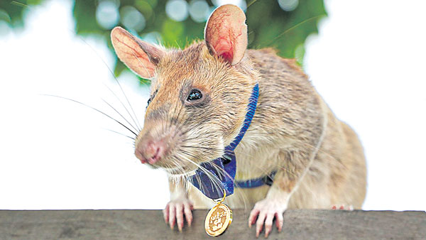 Magawa - African rat