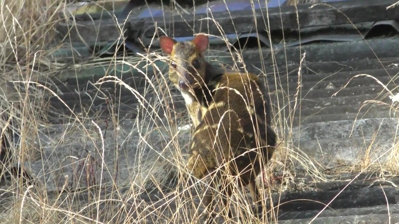 Barking deer strays to shops in Koottar Town