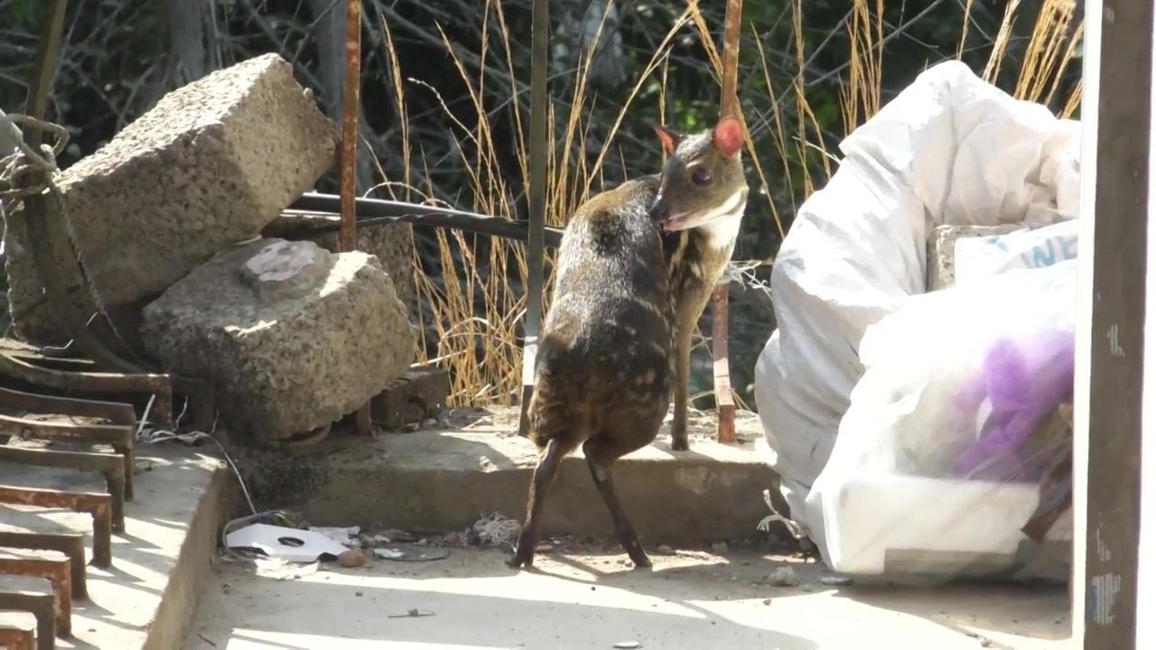 Barking deer strays to shops in Koottar Town