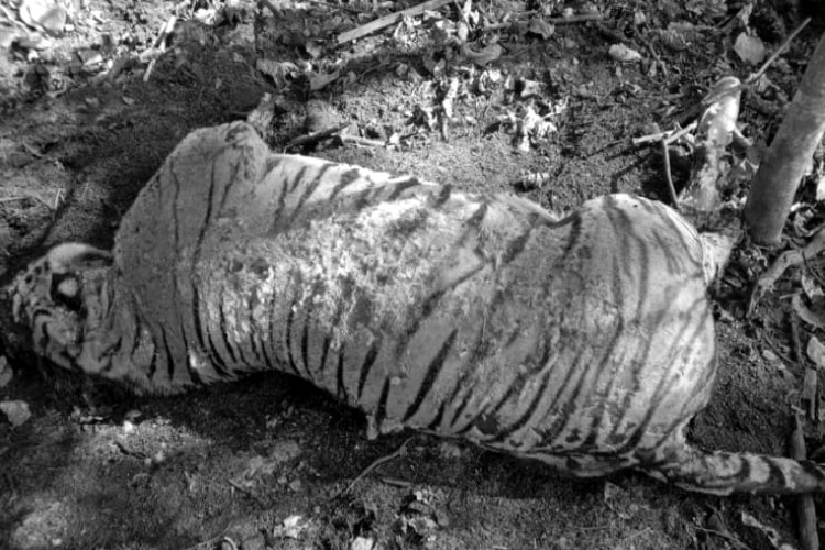 tiger found dead in mysore