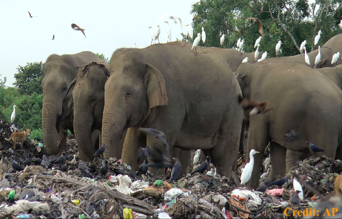 plastic waste kills elephants in sri lanka