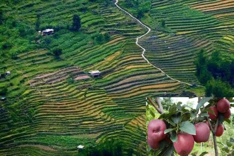 agriculture and horticulture in himachal.