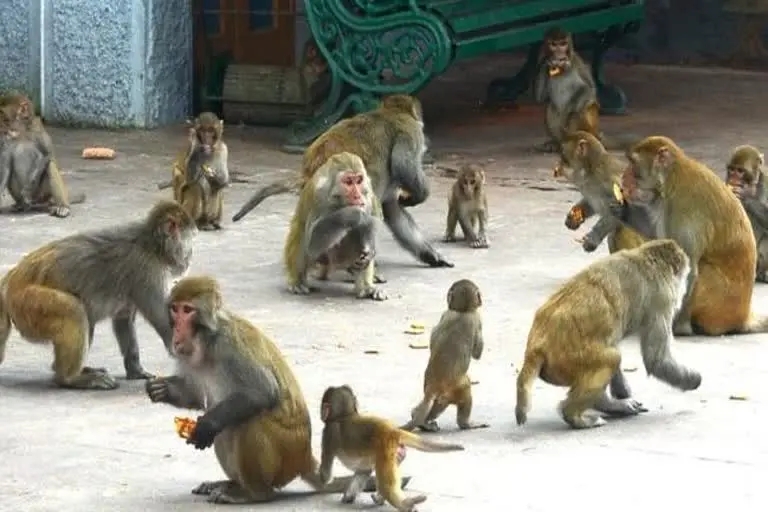 monkeys in himachal.