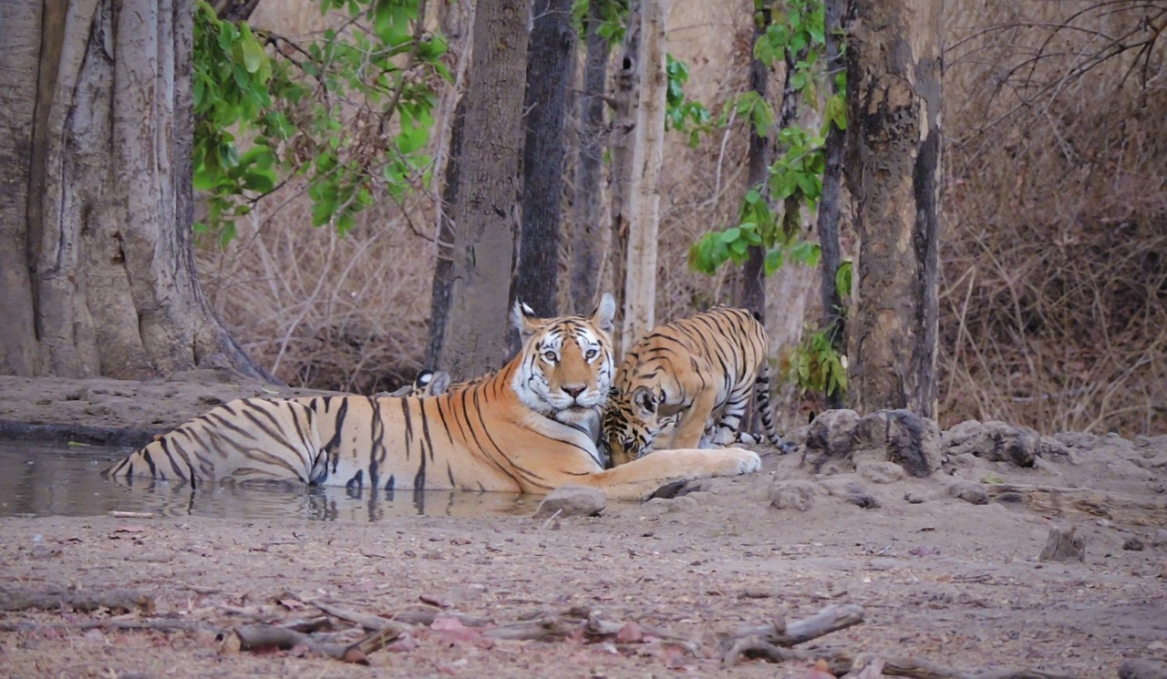 collarwali supermom tigress died