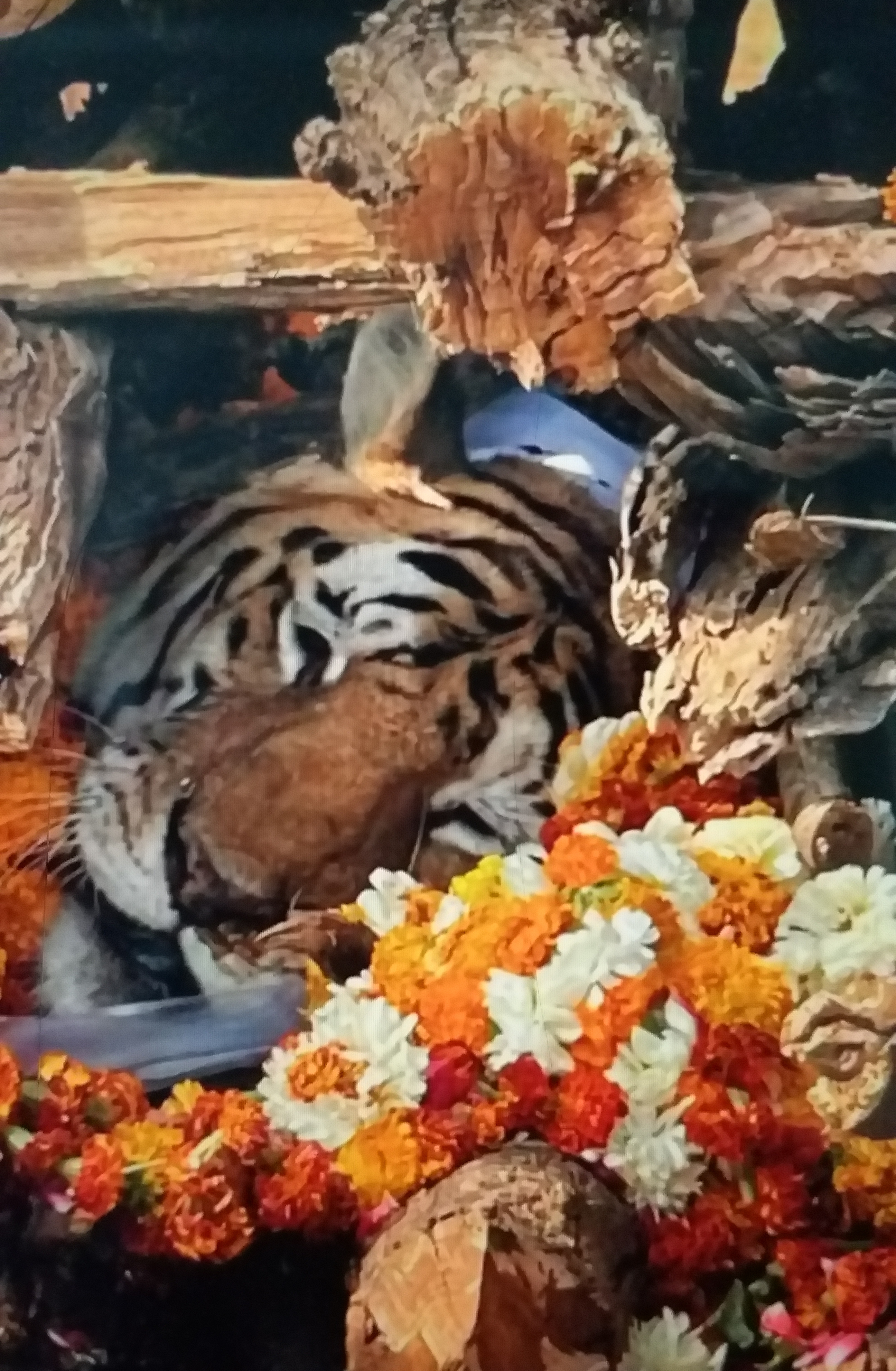 collarwali supermom tigress died