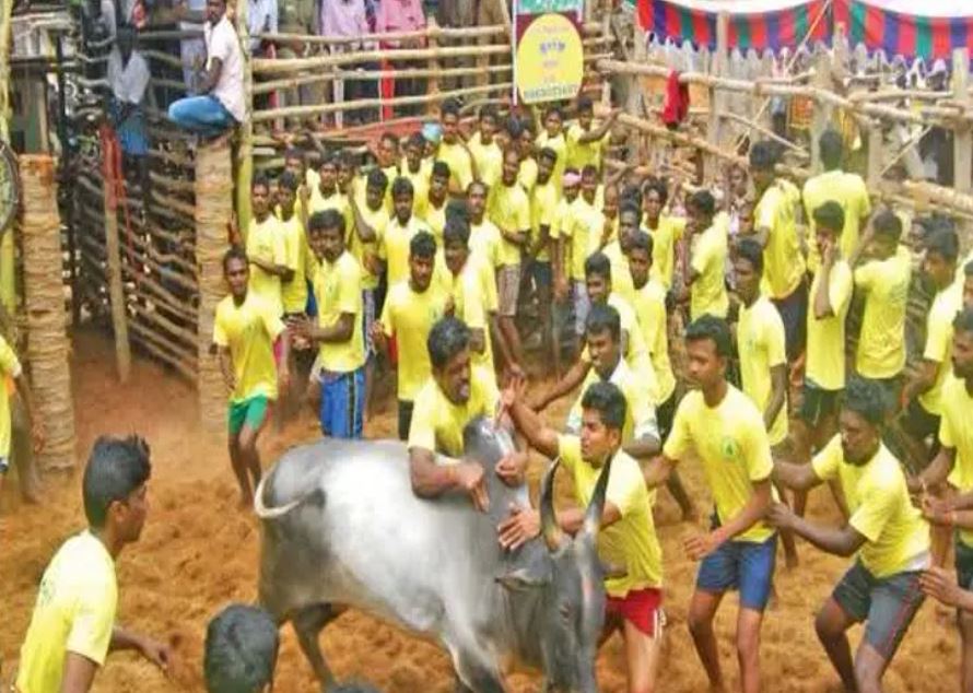 Jallikattu in Tamil Nadu