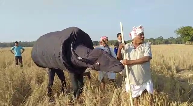 Symbolic Buffalo Fight in Sivsagar