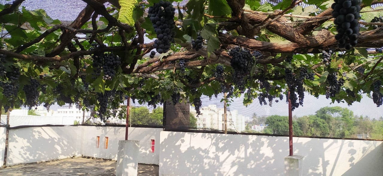 terrace farming