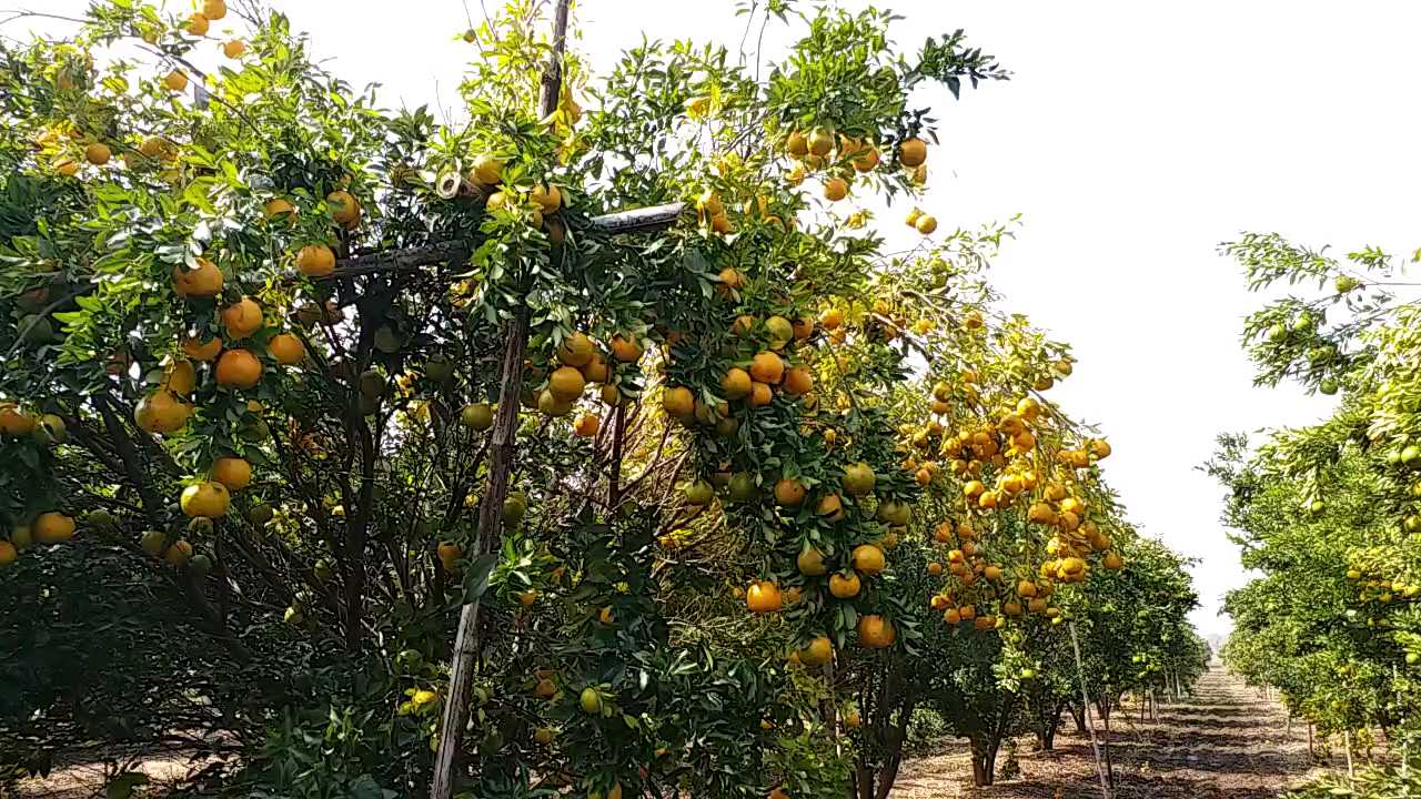 संत्रा उत्पादन