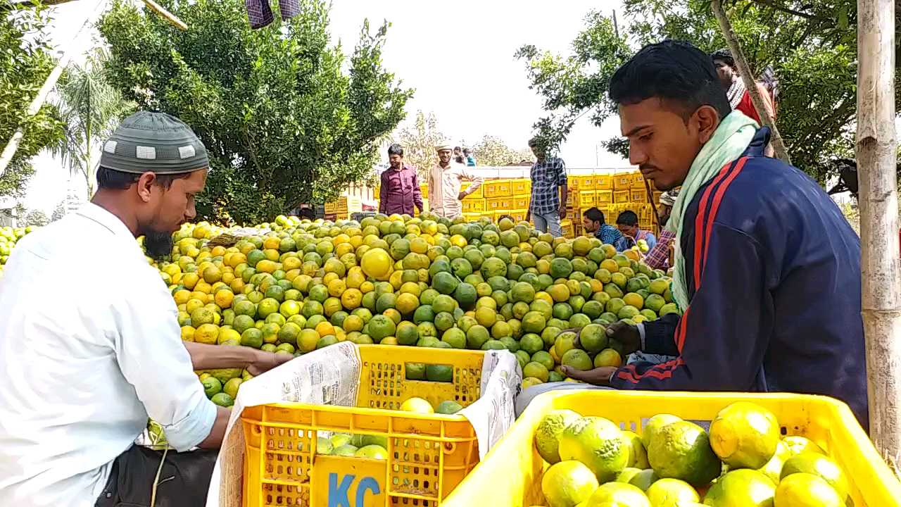 संत्रा उत्पादन