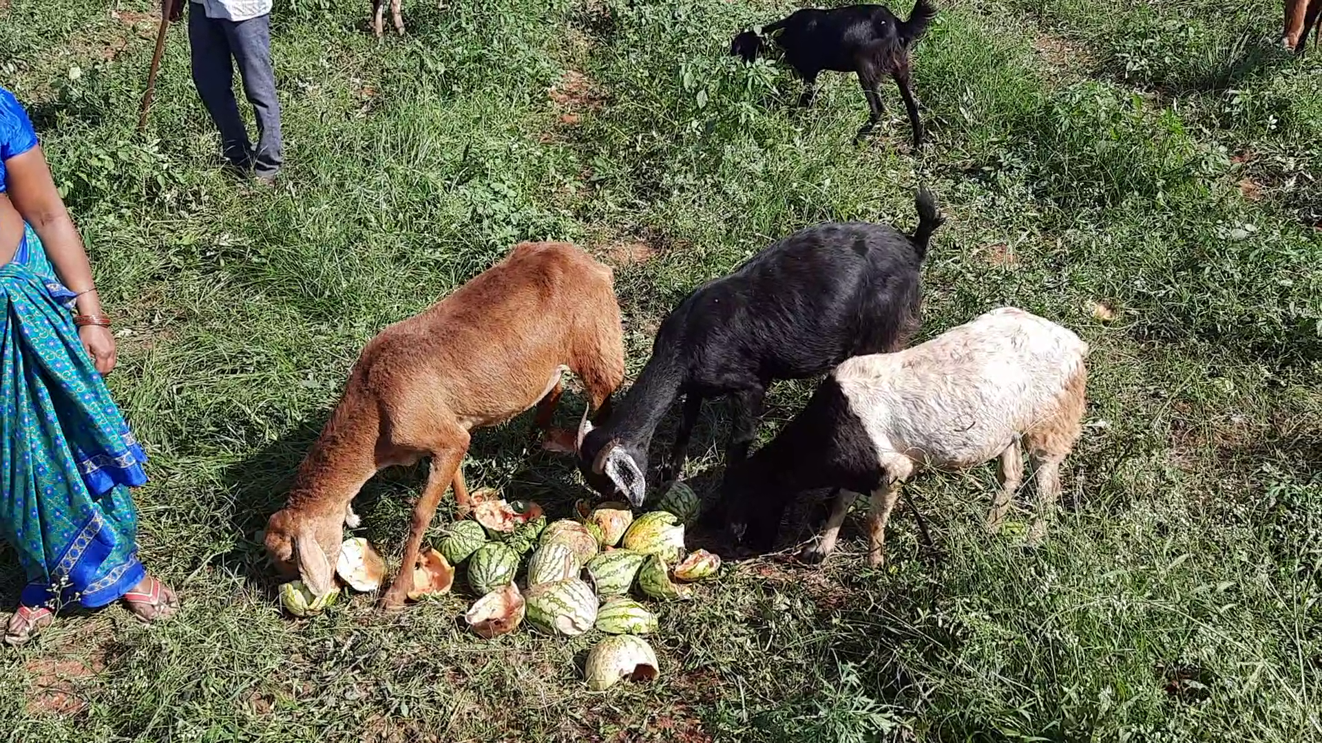 Watermelon crop converted in to goat food in janagama district erragadda