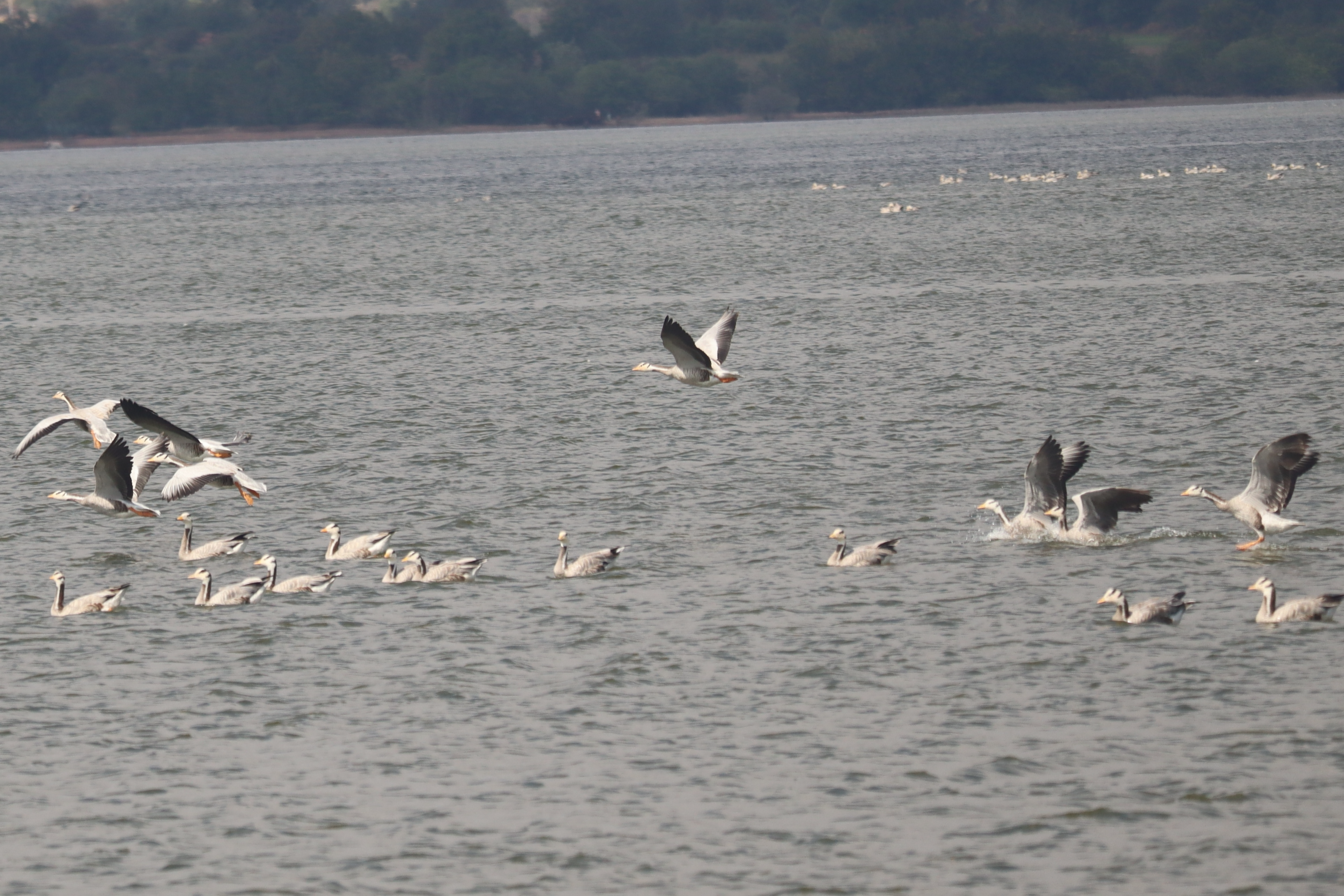 migrated birds In  Ghanamatheswar Reservoir