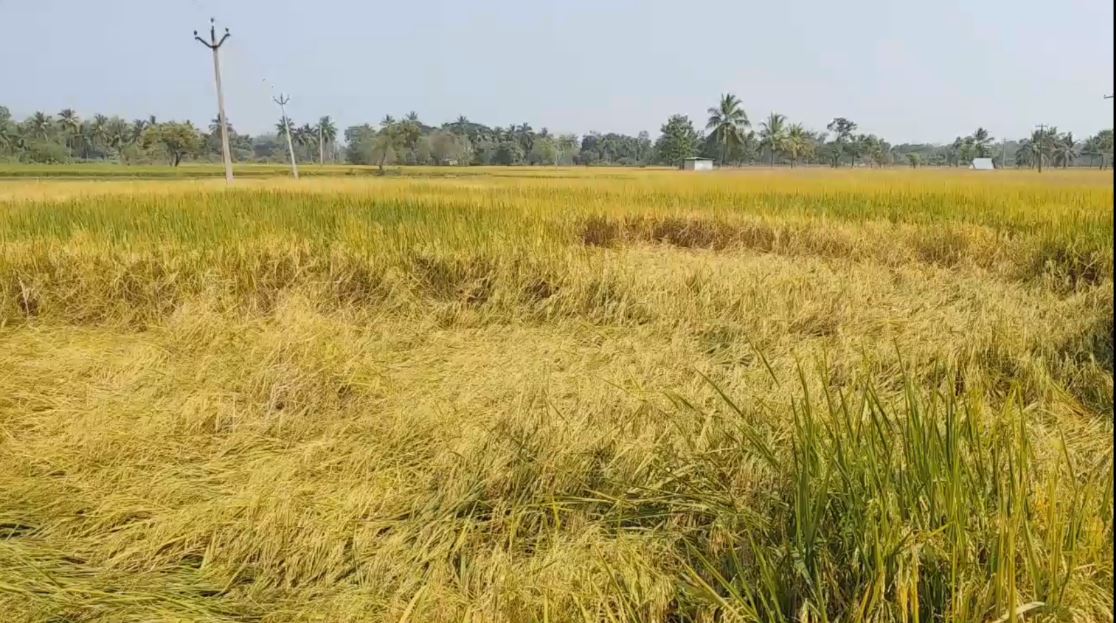 அறுவடை இயந்திரங்கள் தட்டுப்பாடு.. வேதனை தெரிவிக்கும் விவசாயிகள்...