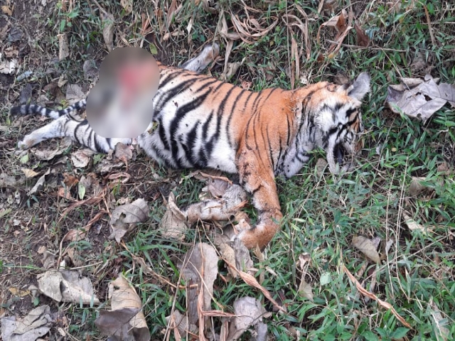 Two baby tiger dead body found in tiger census at Nagarahole park