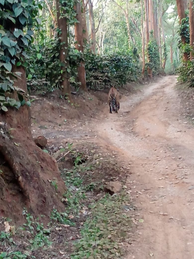 ಕಾಫಿ ತೋಟದಲ್ಲಿ ಹುಲಿ ಪ್ರತ್ಯಕ್ಷ