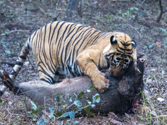 Tigress Hunts Pig in Ranthambore