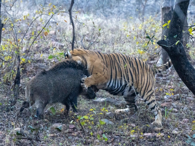 Tigress Hunts Pig in Ranthambore