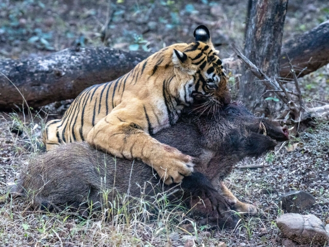 Tigress Hunts Pig in Ranthambore