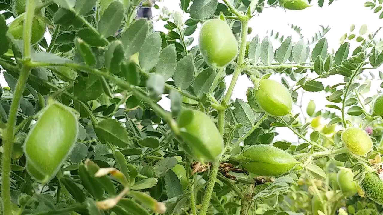 Natural farming In Patan: પાટણના મોટીચંદુર ગામના ખેડૂતે રાસાયણિક ખેતીને આપી તિલાંજલિ