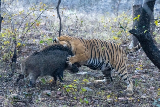 Tigress Noor Killed Wild Boar in Ranthambore