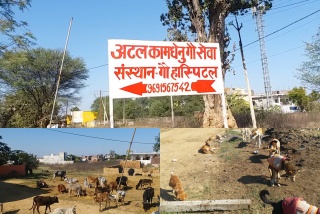 Atal Kamdhenu Gau Sewa Sansthan Shahdol