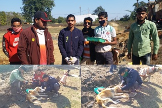 Shahdol youth are serving cows and street dogs