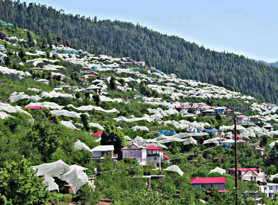 APPLE PRODUCTION IN HIMACHAL