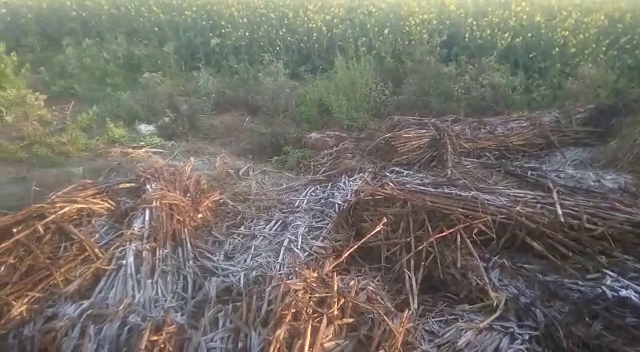 bhiwani frost crop damaged