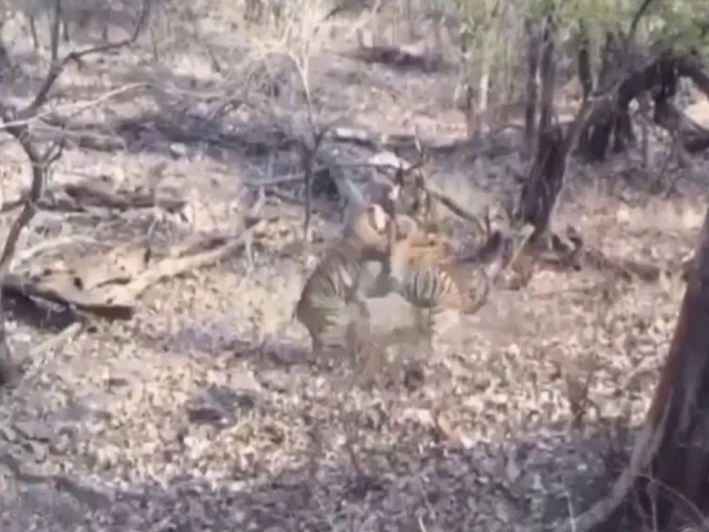 tourists in sariska