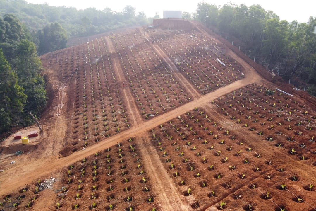 Engineer planted a nut on the hill