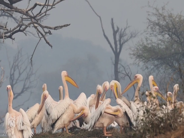 Pelican Became Center of Attraction in Ghana