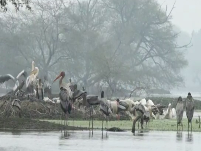 Pelican in Keoladeo National Park