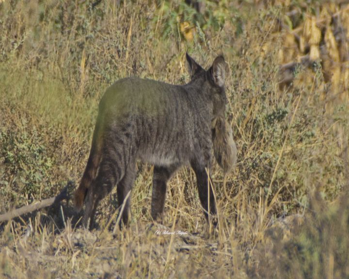 કચ્છના રણમાં દેખાઈ જંગલી બિલાડી