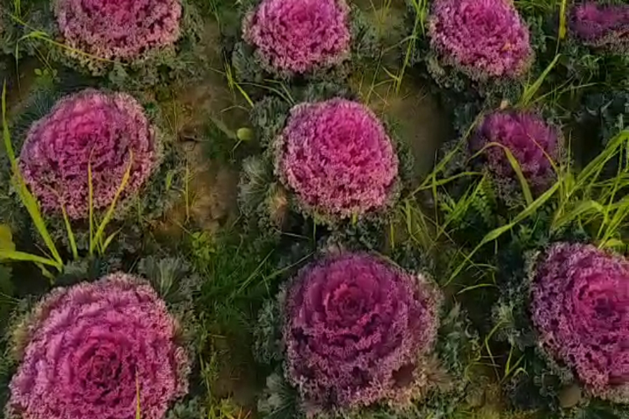 Kail Flowers farming Palwal