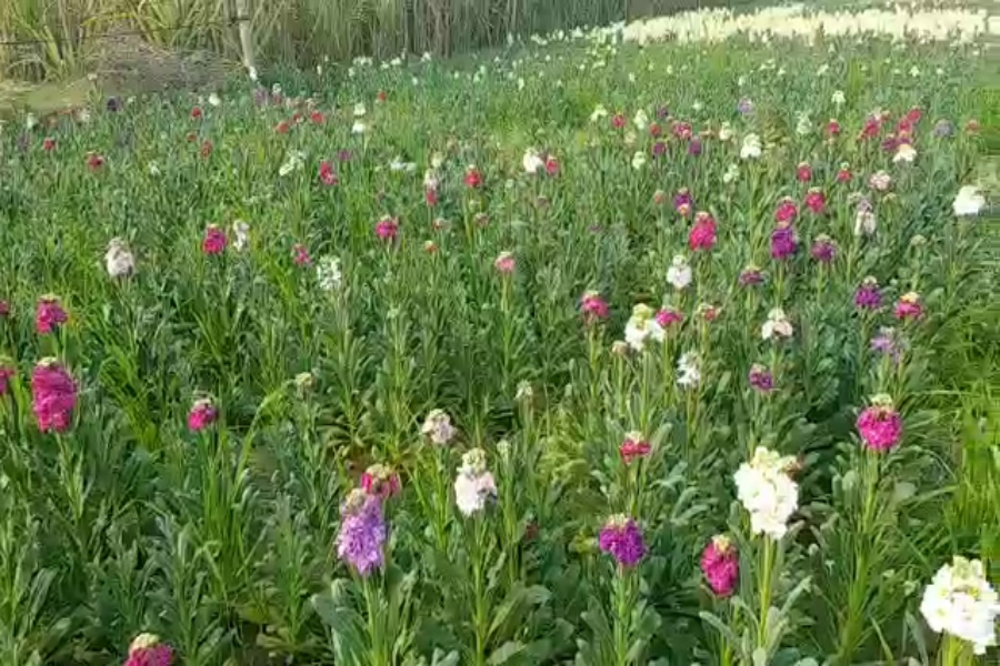 Kail Flowers farming Palwal