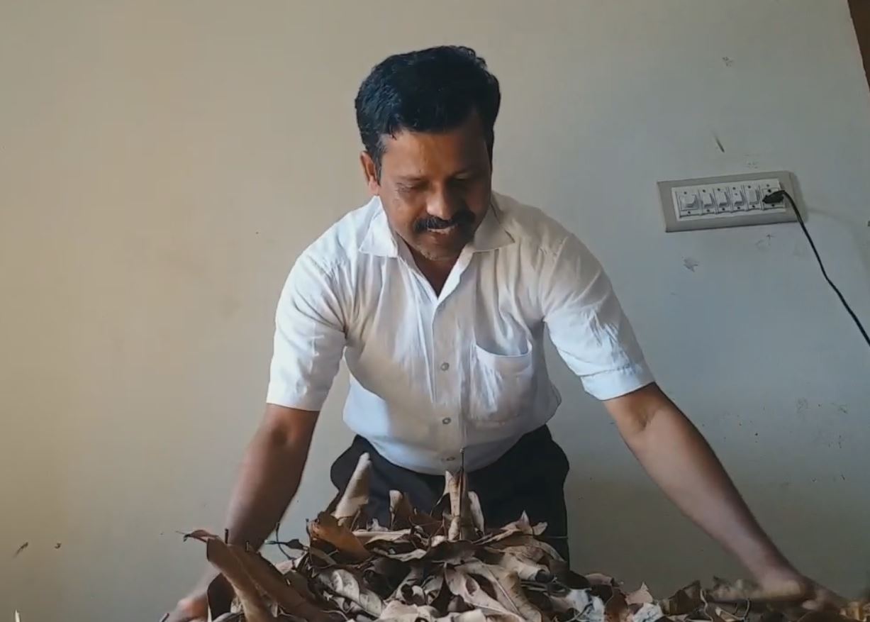 dried mango leaves