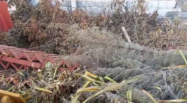 Trees cut in Mahakal temple