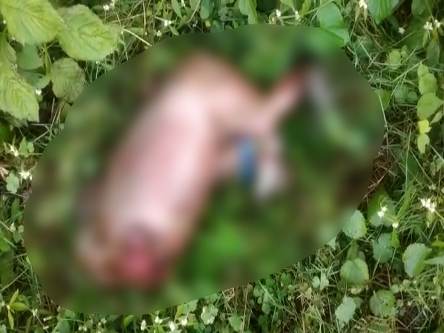 Street dog eating a newborn dead baby in Hassan