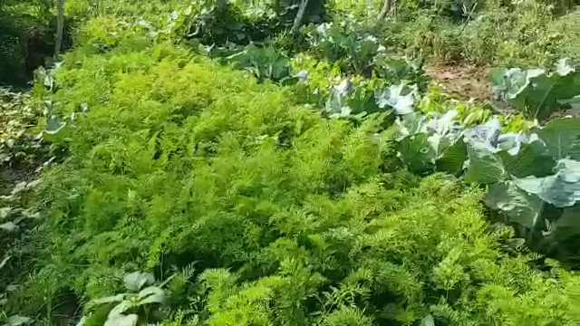 Ramakrishnapur villagers vegetable farming, Organic Farming