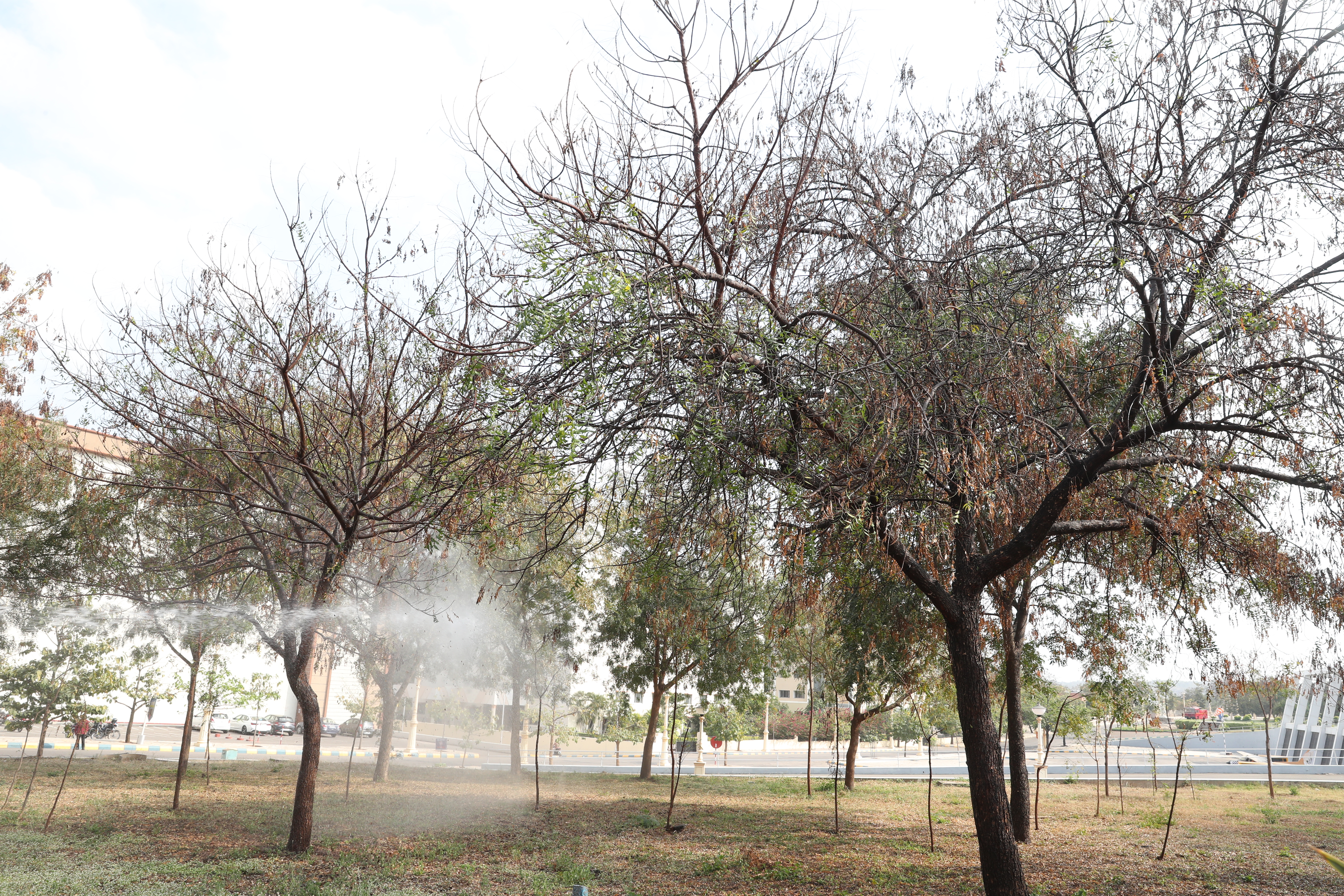 Pest To Neem Trees